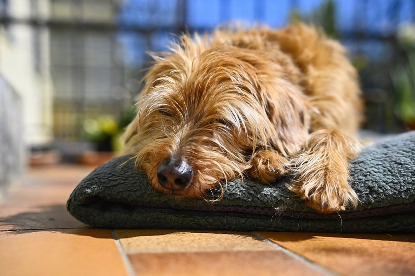 Chien somnolant sur le balcon par Dieter Stahl