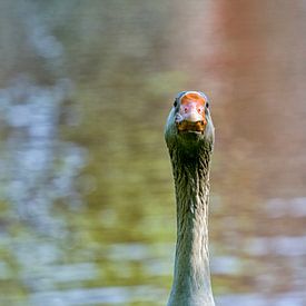 Gänsekopf von Patricia Hofmeester