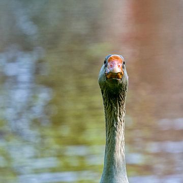 Ganzenkop van Patricia Hofmeester