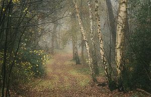 Bospad in mistig herfstbos met berkenbomen van Peter Bolman