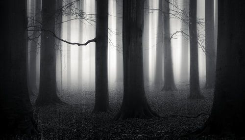 Step into the Paranormal