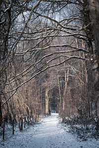 Een winterse dag in Kluisbos België