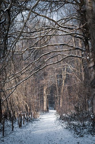 A Winters Day in Kluisbos Belgium by Imladris Images