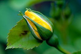 a yellow rose still 'budded' in all its beauty