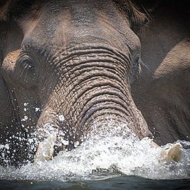 Swimming elephant, pure magic by Jack Soffers