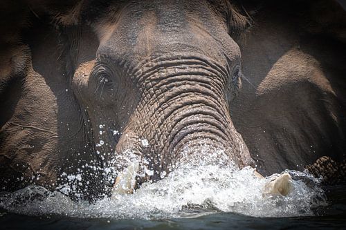 Zwemmende olifant, pure magie van Jack Soffers