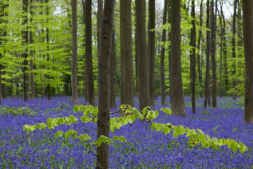 Het Hallerbos in Belgie