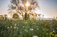 lente in het weiland