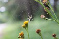 Spider van Ruben Honders thumbnail