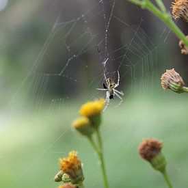 Spider von Ruben Honders