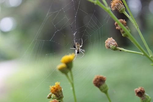 Spider van Ruben Honders