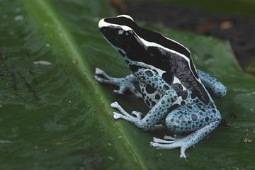 Malerfrosch (Dendrobates tinctorius) von Ronald Pol