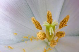 Witte Tulp Close-Up von Ivo Heus