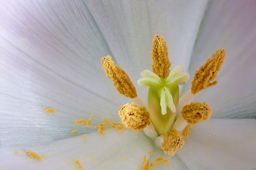 Witte Tulp Close-Up by Ivo Heus