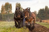Ploegen in de herfst met trekpaarden van Bram van Broekhoven thumbnail