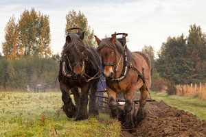 Ploegen in de herfst met trekpaarden