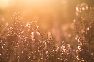 Coucher de soleil