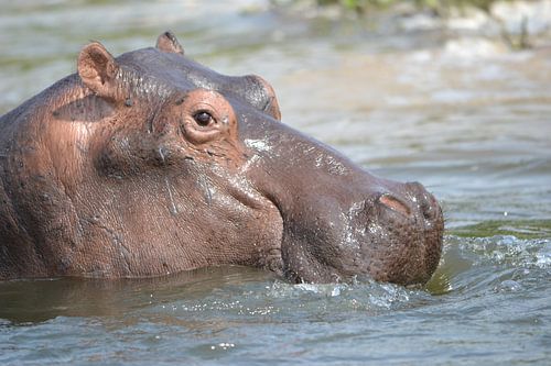 Nijlpaard