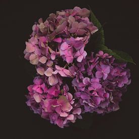 Hortensia, Hortensia sur Marieke Tegenbosch