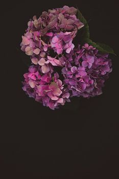 Hortensie, Hortensie