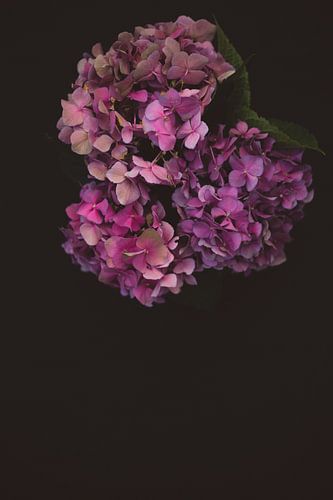 Hortensie, Hortensie