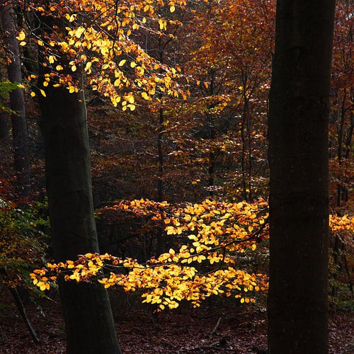 Récupération sur la Veluwe