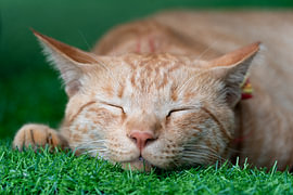A sleeping red cat on green grass, Jeju-do, South Korea by The Book of Wandering