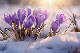 Sonnenaufgang im Schnee mit lila Krokus Blumen