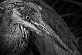 Grâce sur Niwo Photography