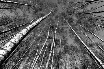 Birches from below by jowan iven