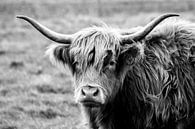 Schotse hooglander van Sabine Bouwmeester thumbnail