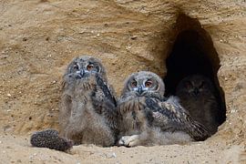 Uhus ( Bubo bubo ), drei Jungvögel sitzen ziemlich entspannt im Eingang ihrer Bruthöhle in einer San von wunderbare Erde