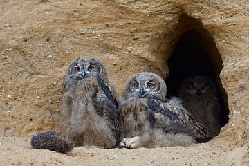 Eurasian Eagle Owls ( Bubo bubo ), young, sitting at the entrance of their nest burrow, relaxed, fun van wunderbare Erde