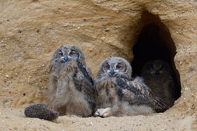 Uhus ( Bubo bubo ), drei Jungvögel sitzen ziemlich entspannt im Eingang ihrer Bruthöhle in einer San par wunderbare Erde