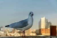 Seagull in front of the Elbphilharmonie building.
