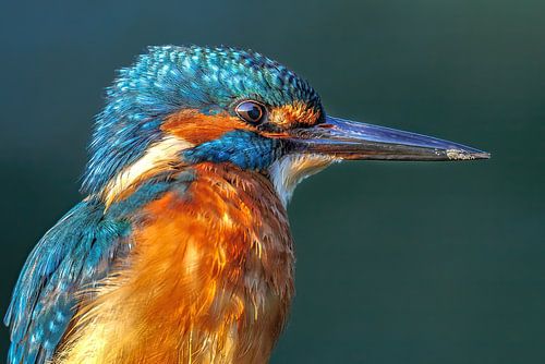 Eisvogel aus nächster Nähe auf einem Ast von Joy van der Beek