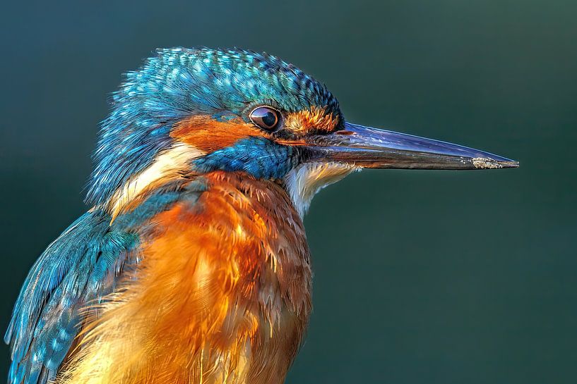 IJsvogel up-close op een tak van Joy van der Beek