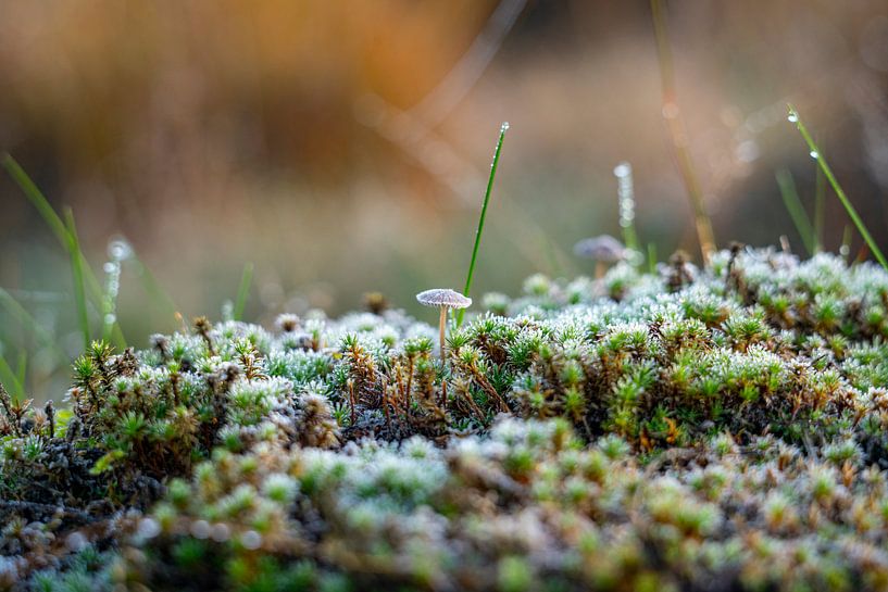 Gefrorener Psilocybe-Pilz und Moos - gefrierender Regen von John Ozguc