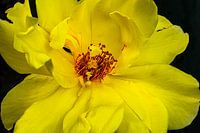Die gelbe Rose