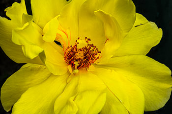 Die gelbe Rose