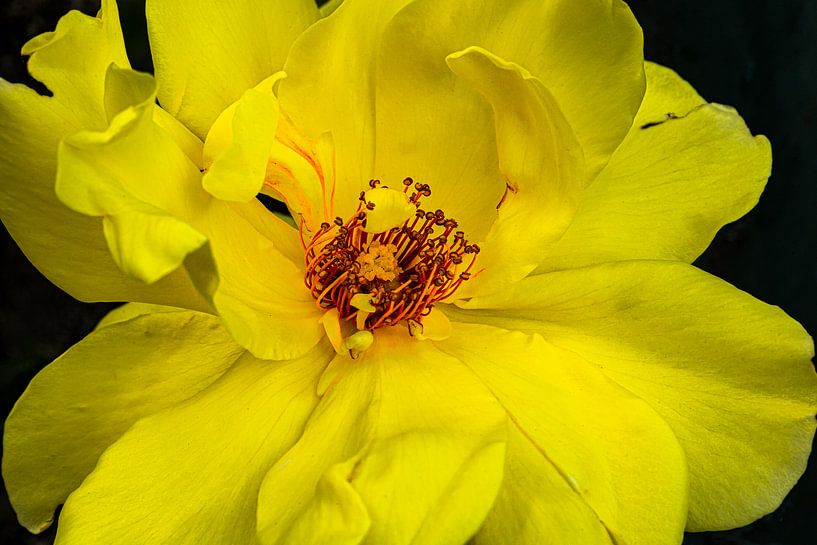 La rose jaune par foto by rob spruit