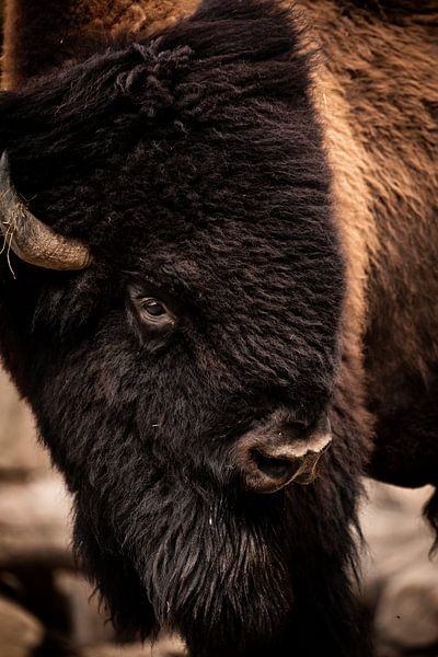 Grote Bizon man van Design Wall Arts