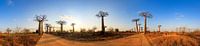 360 panorama Baobabs in Madagaskar van Dennis van de Water thumbnail