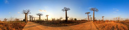 360 panorama Baobabs in Madagaskar