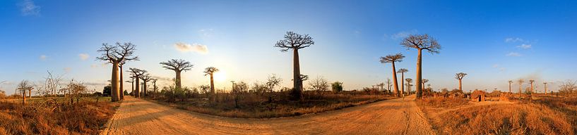 360 panorama Baobabs in Madagaskar van Dennis van de Water
