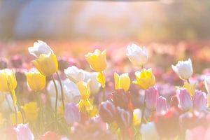 Bunte Tulpe blüht auf einem Gebiet während des Sonnenuntergangs