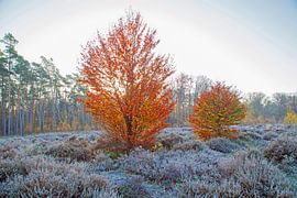 Autumn Landscape by Helga Kuiper