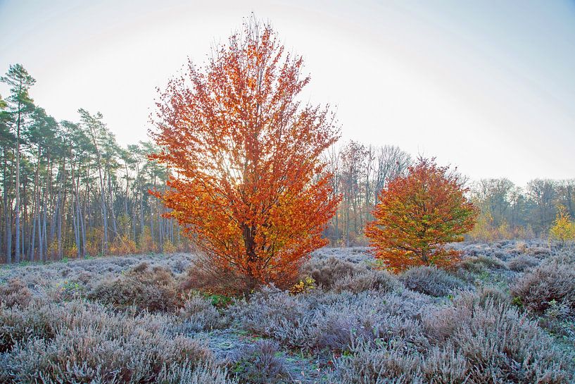 Herbstlandschaft von Helga Kuiper