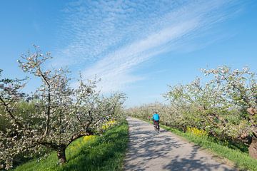 bloeiende appelboom en geel koolzaad langs de appeldijk in de lente met fietser van anton havelaar