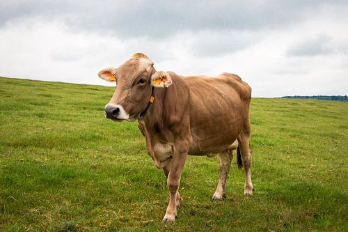 Vache brune dans un paysage ouvert et vallonné